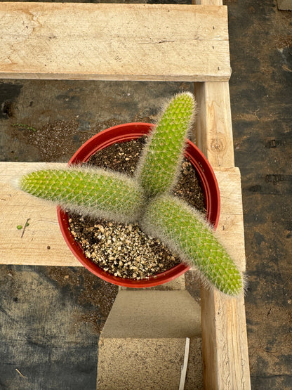 Monkey Tail Cactus (Soft Cactus)