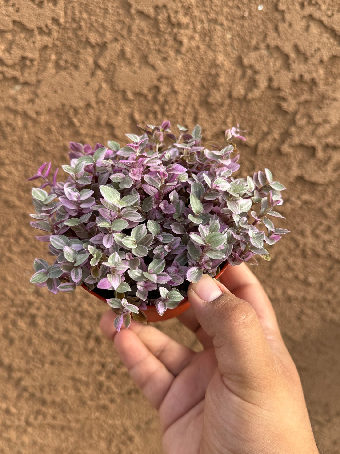 Pink Panther (Callisia repens)