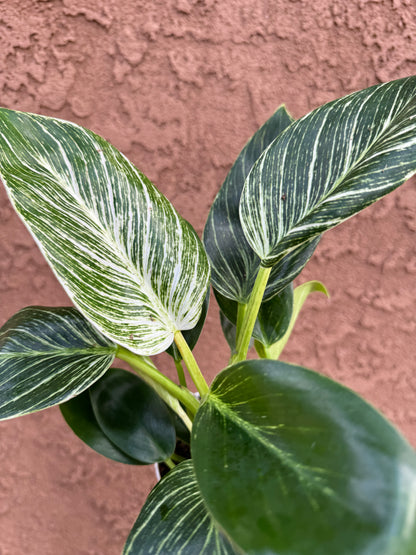 Philodendron Birkin