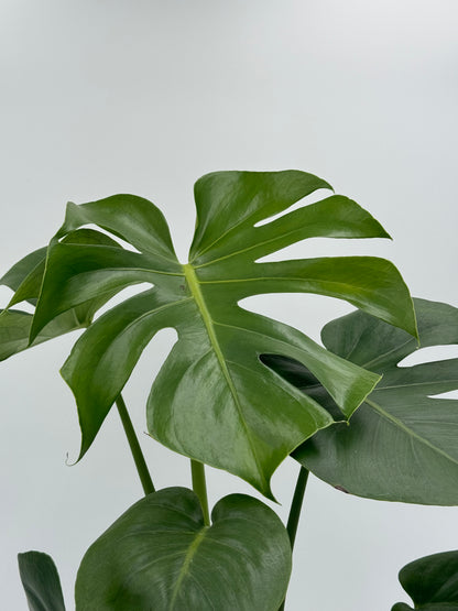 Monstera 'Split-Leaf' (Monstera Deliciosa)