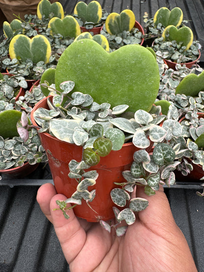 Heart Shaped Arrangement (Hoya Kerri Sweetheart - String Of Hearts)