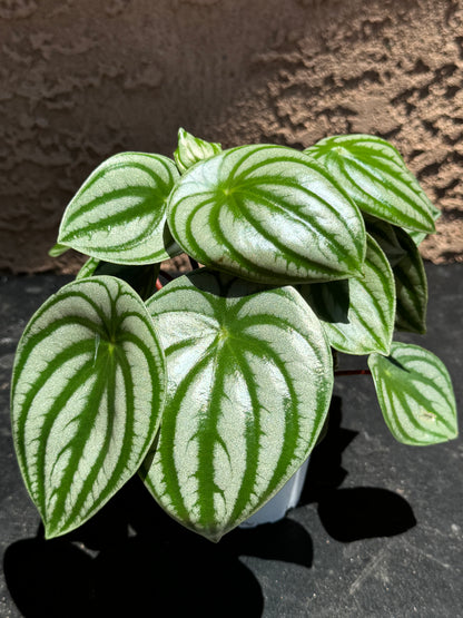 Peperomia Watermelon (Peperomia argyreia)