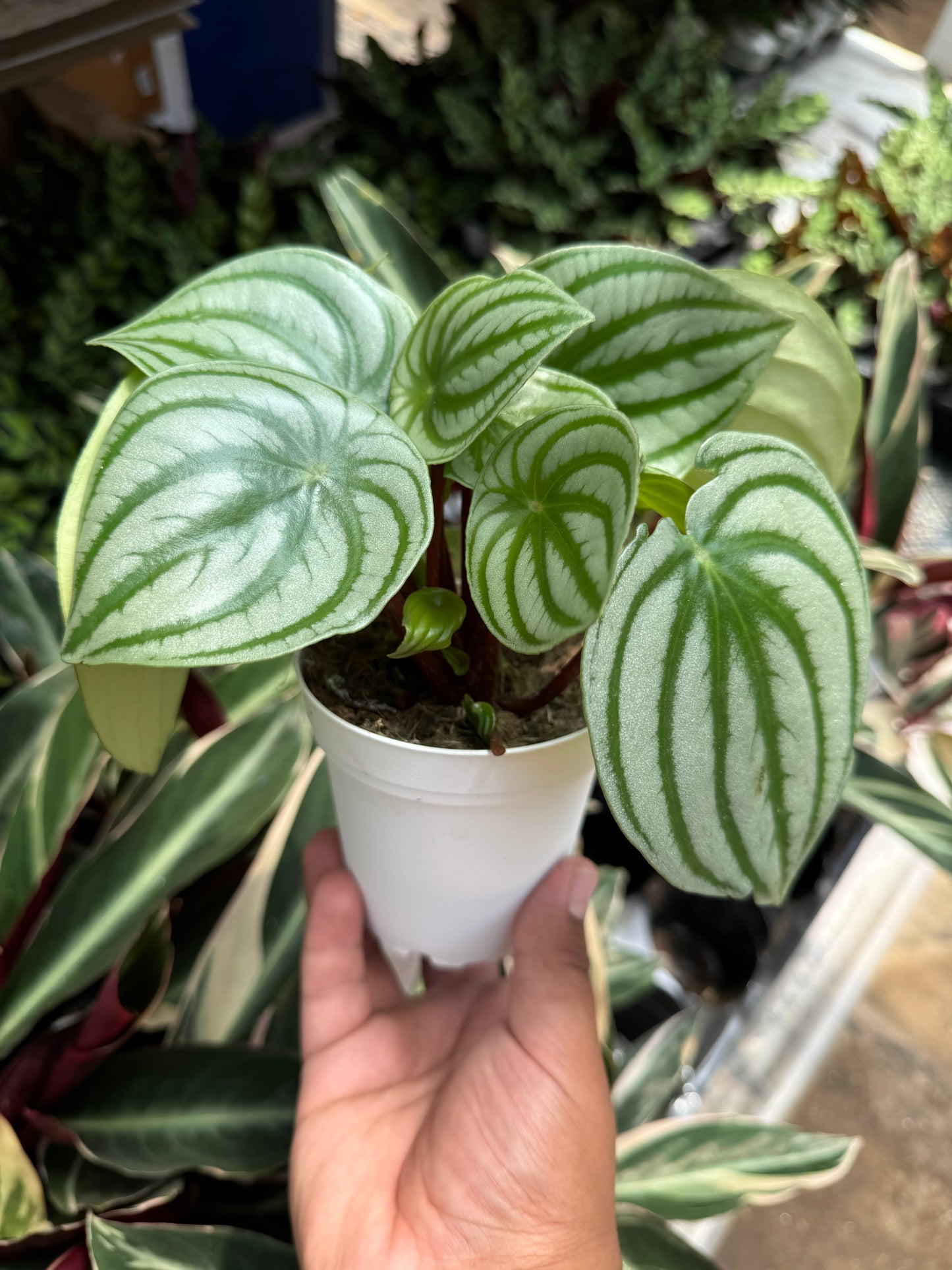 Peperomia Watermelon (Peperomia argyreia)