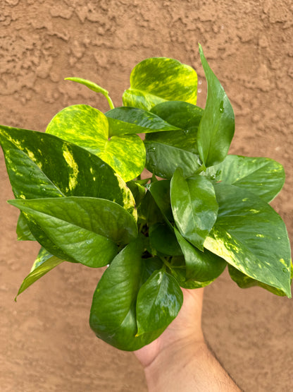 Golden Pothos