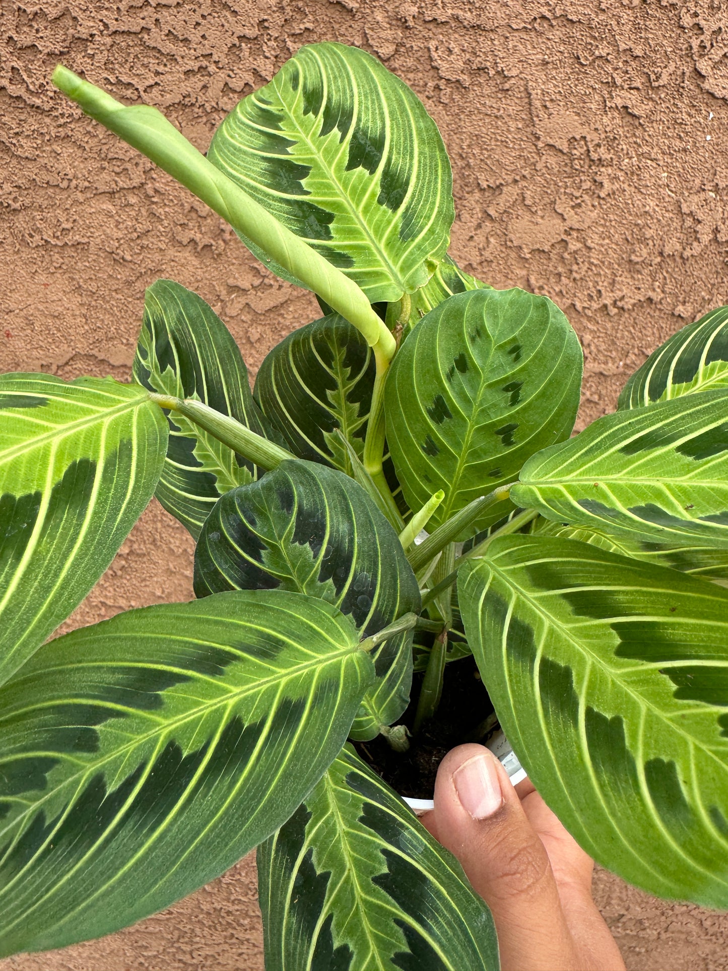 Free Prayer Plant