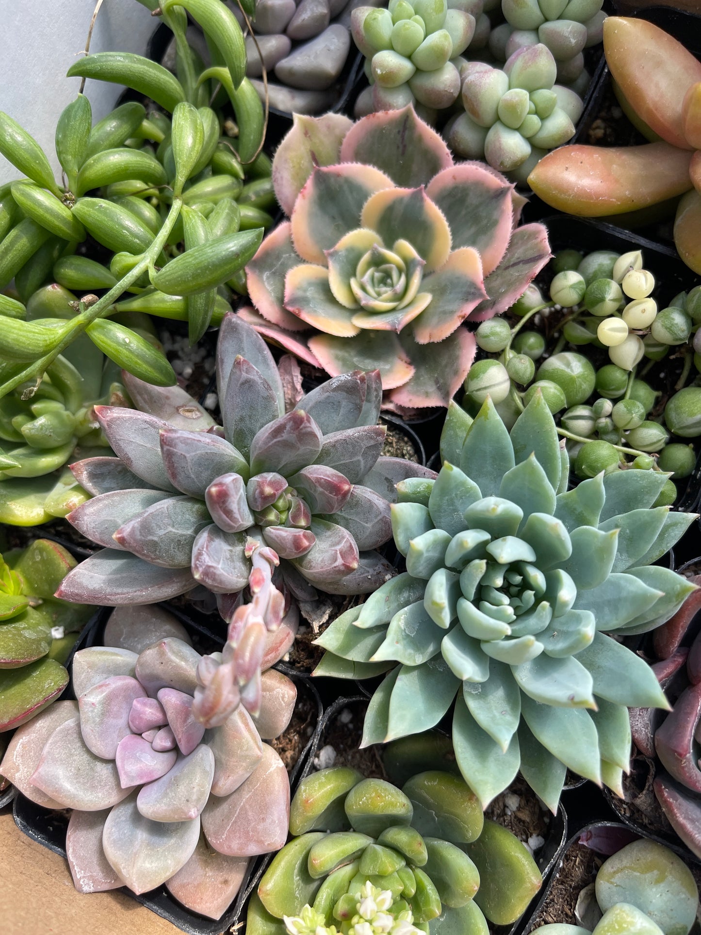 Assorted Mini Succulents