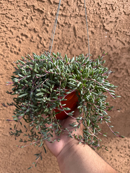 String Of Rubies