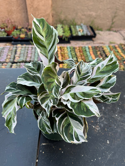 Calathea White Fusion