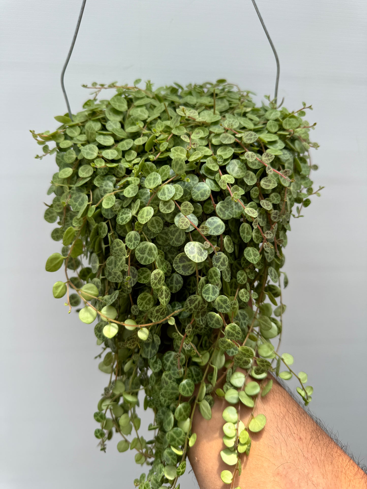 String Of Turtles (Peperomia Prostrata)