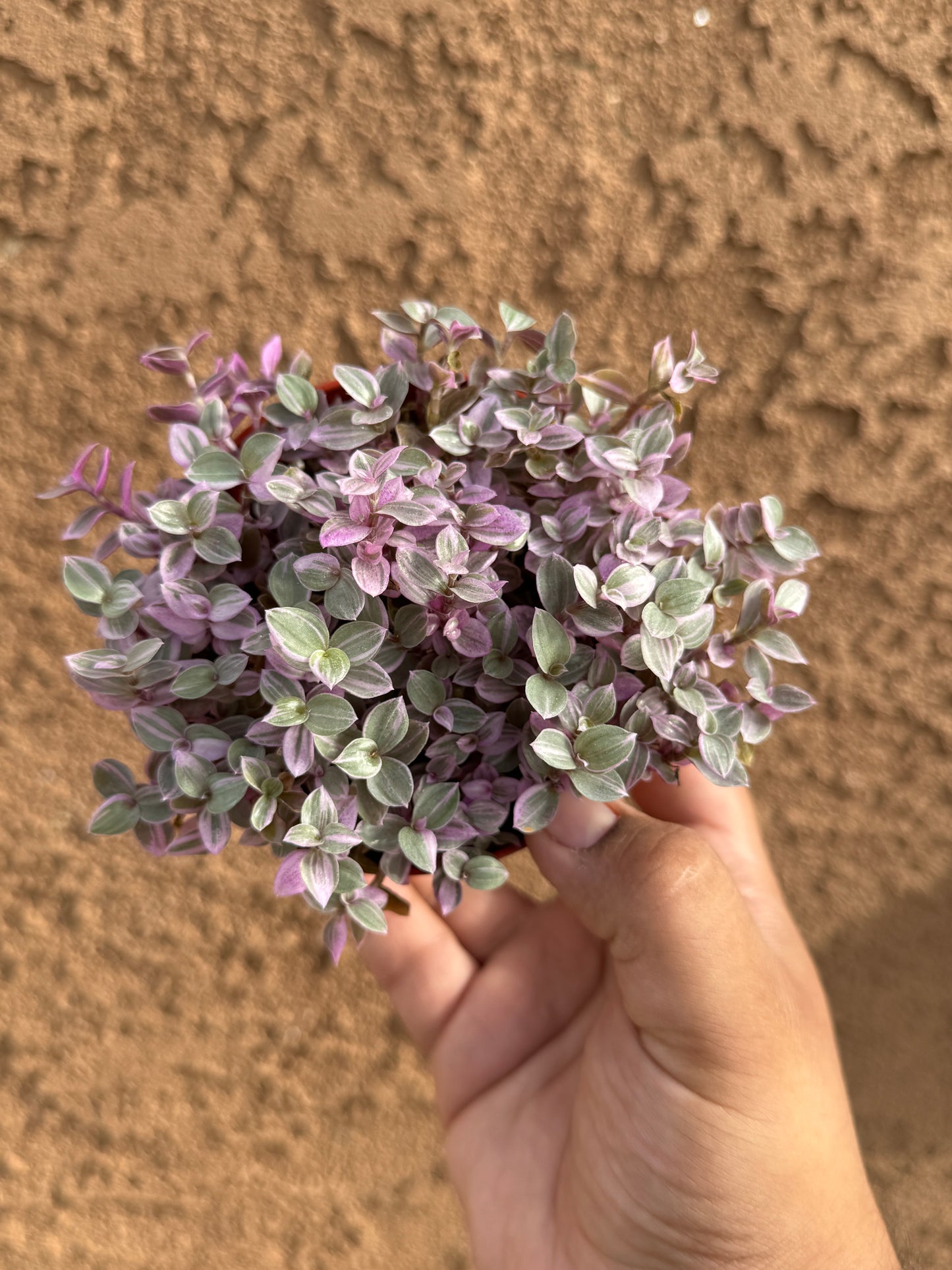 Pink Panther (Callisia repens)