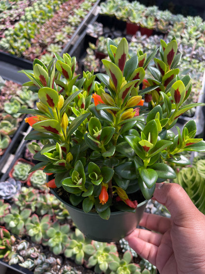 Goldfish Plant (Nematanthus gregarius)