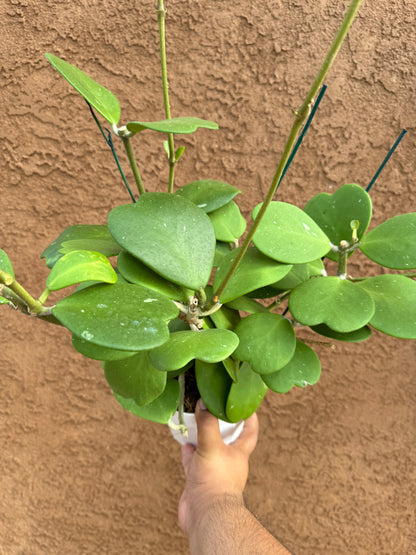 Hoya Kerrii (Hoya Sweetheart)