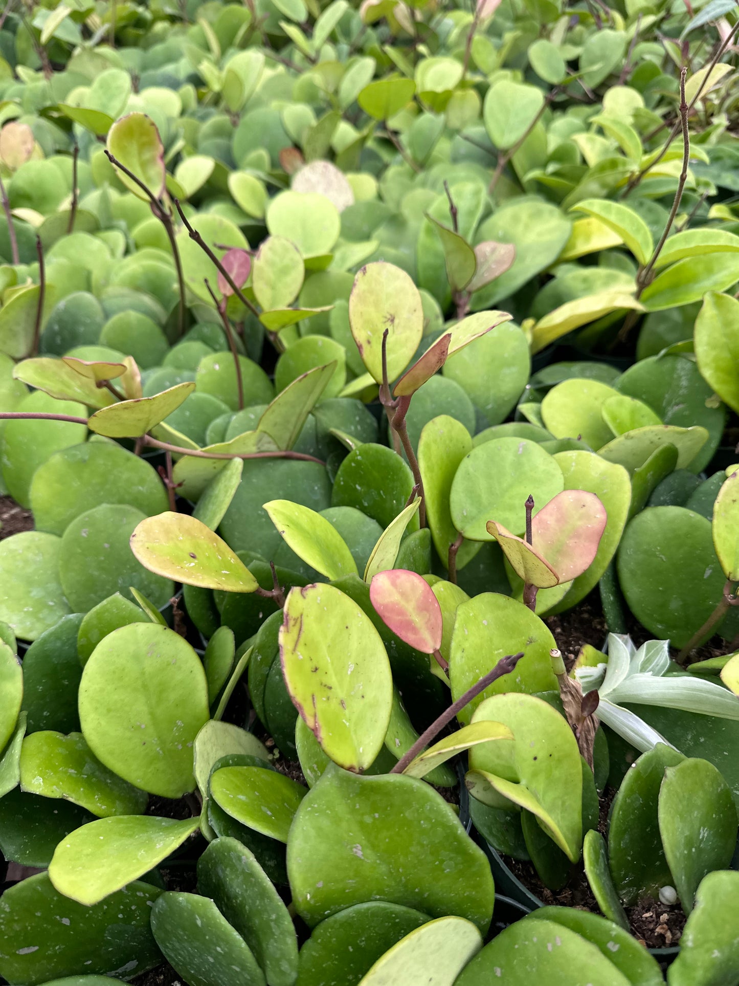 Assorted Hoya Bundle Box