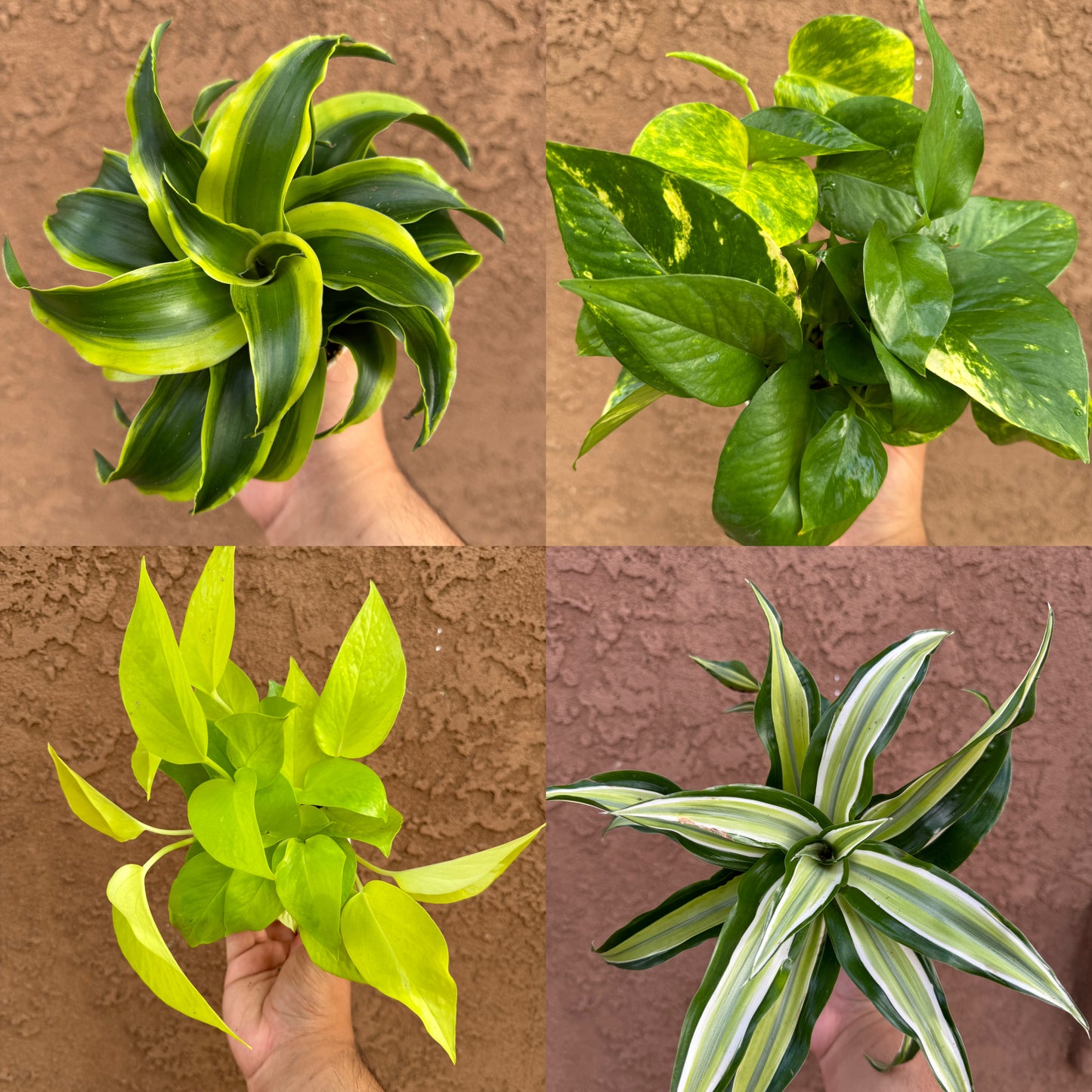 House Plant Mystery Box 4 Pack