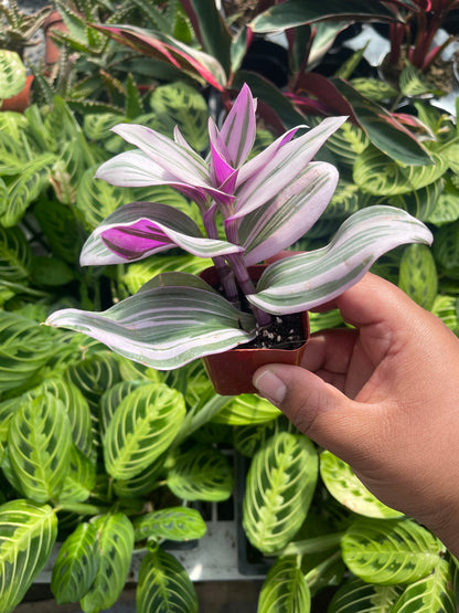 Tradescantia Nanouk (Pink Wandering Dude)