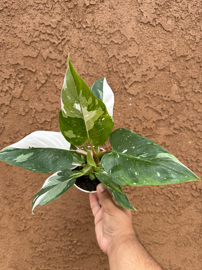 White Princess Philodendron 4”