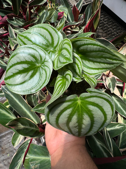 Peperomia Watermelon (Peperomia argyreia)