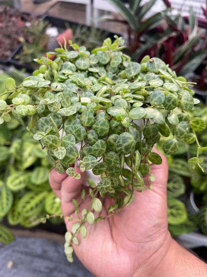 String Of Turtles (Peperomia Prostrata)