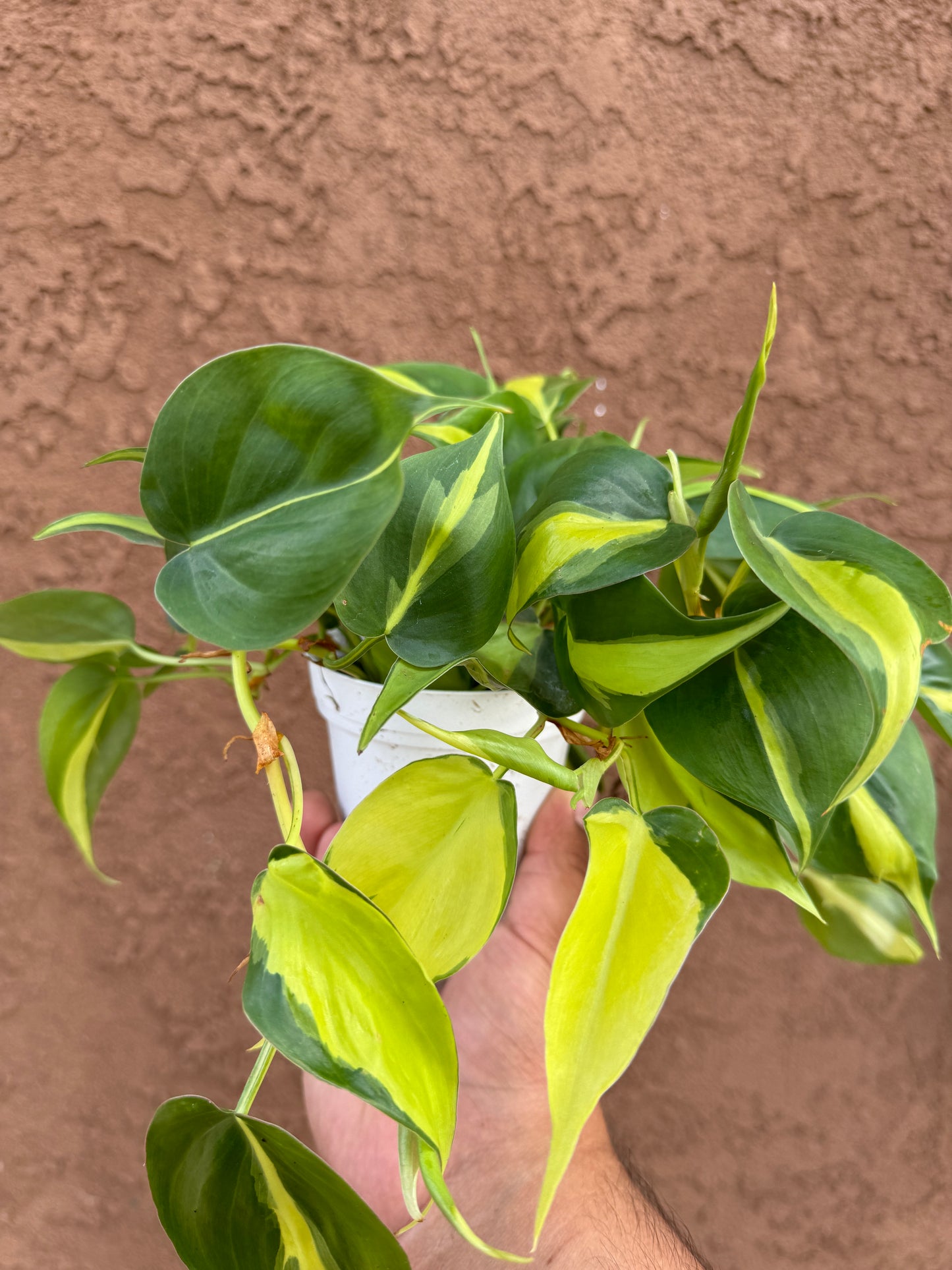 Philodendron Brasil