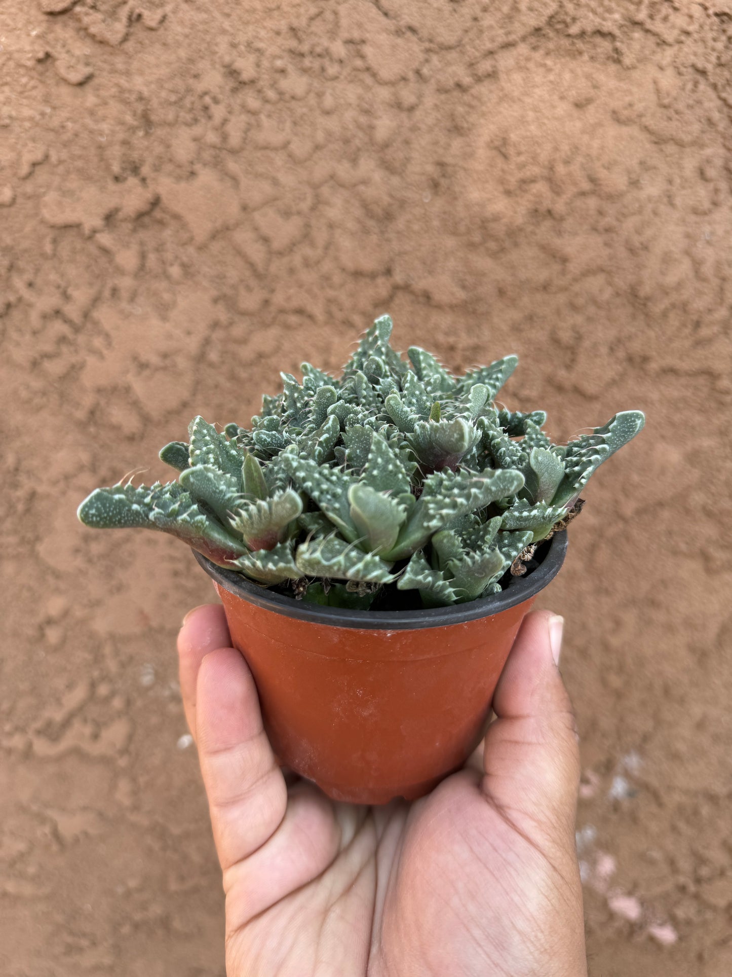 Tiger Jaws Succulent