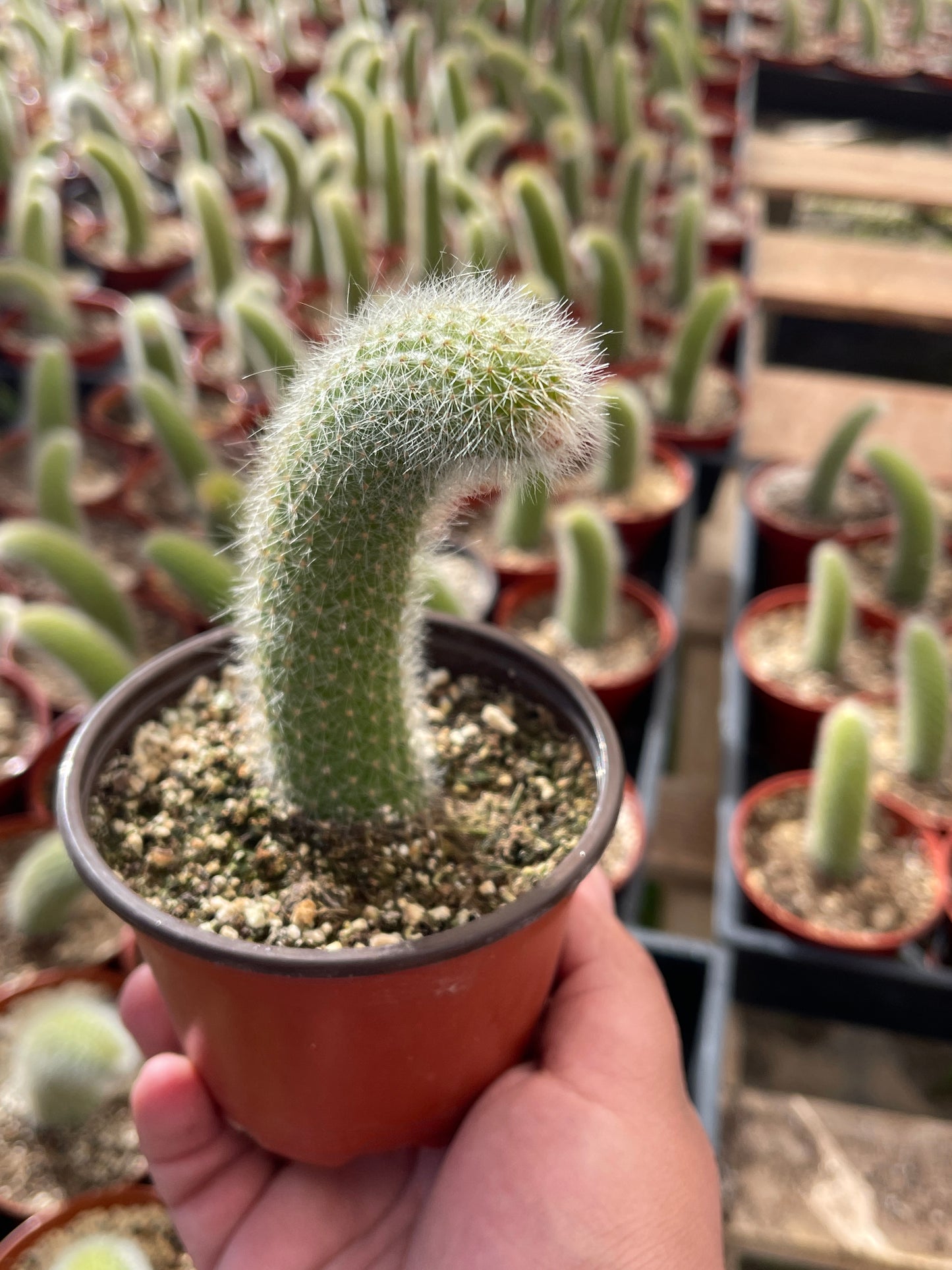 Monkey Tail Cactus (Soft Cactus)