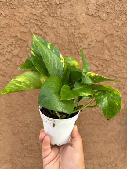 Golden Pothos