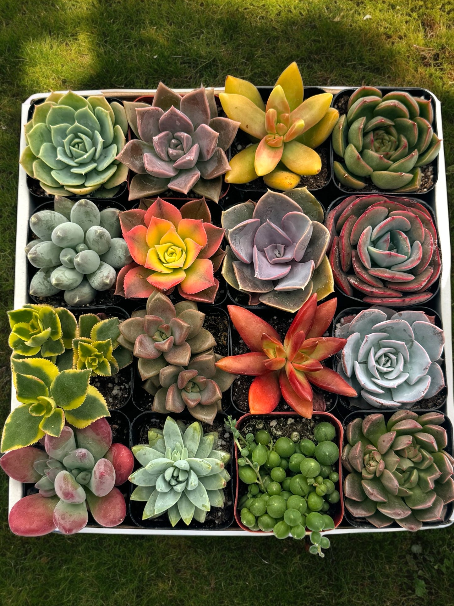 Assorted Mini Succulents