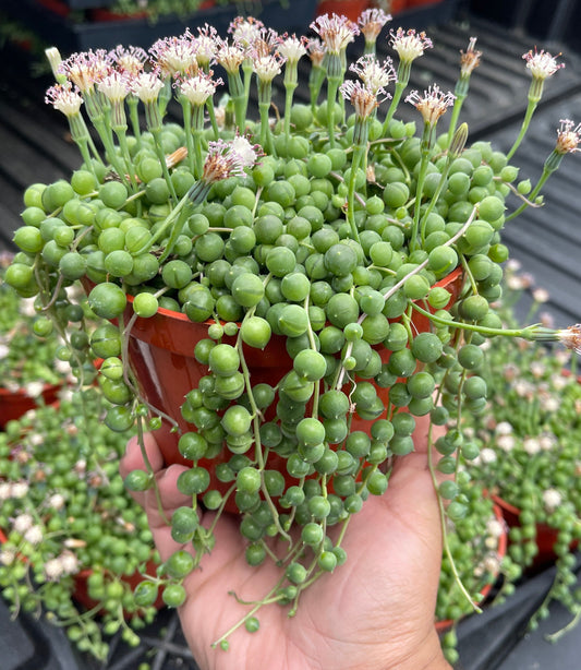 String Of Pearls (Senecio Rowleyanus)