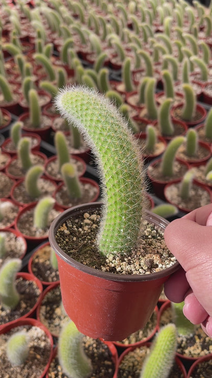 Monkey Tail Cactus (Soft Cactus)