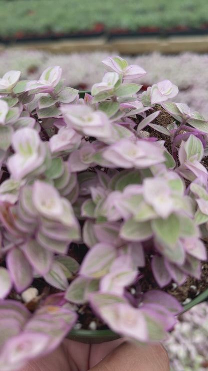 Pink Panther (Callisia repens)