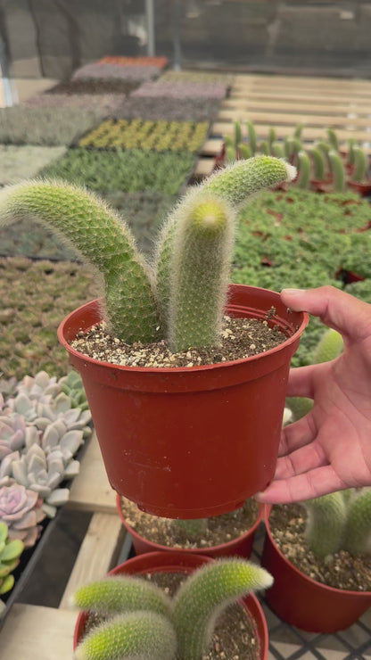 Monkey Tail Cactus (Soft Cactus)