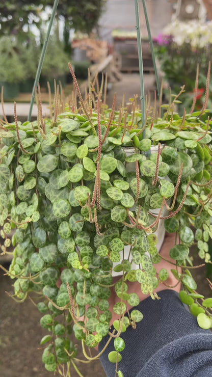 String Of Turtles (Peperomia Prostrata)