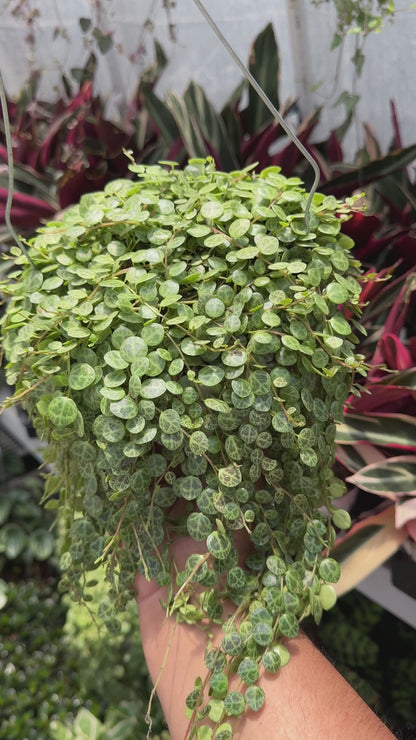 String Of Turtles (Peperomia Prostrata)