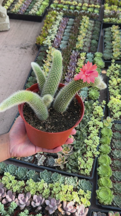 Monkey Tail Cactus (Soft Cactus)