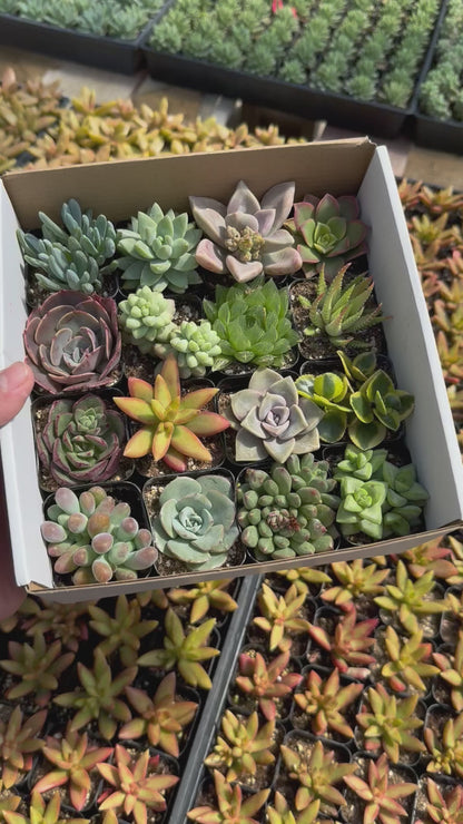 Assorted Mini Succulents